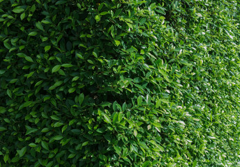 tree wall  for the garden