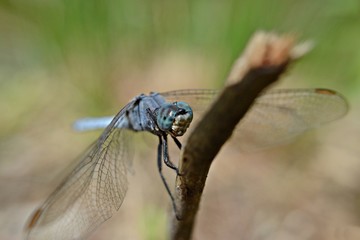 Blue dragonfly holding the branch 