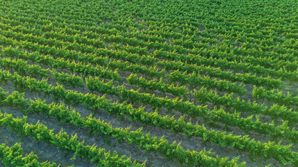 Aerial top view of vineyards landscape from above background, South France