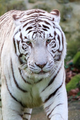 Close up portrait of a beautiful white Bengal tiger (Panthera Tigris)