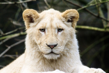 Fototapeta na wymiar Close up portrait of a very cute white lion cup (Panthera leo)