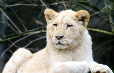 Close up portrait of a very cute white lion cup (Panthera leo)