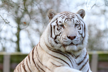 Close up portrait of a beautiful white Bengal tiger (Panthera Tigris)
