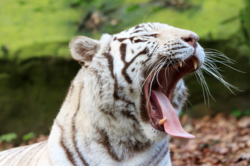 Close up portrait of a beautiful white Bengal tiger (Panthera Tigris) yawning