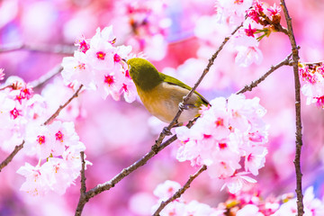 The Japanese White-eye and cherry blossoms. Located in Tokyo Prefecture Japan.