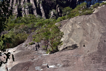 Australian tree in Beerwah mountain