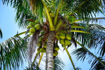 A very calm and natural look at the melano bay with lots of fresh coconut trees beside a blue cloud on the melano bay, kuching sarawak on 22 july 2017