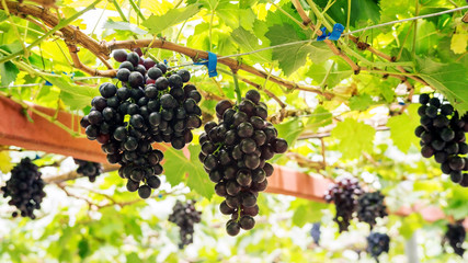 Bunches of ripe grapes in a vineyard.