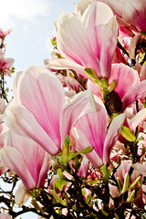 Obraz premium Magnolie Detail