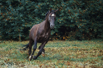 Trakehner stallion gallop
