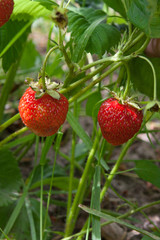 Ripe berries and foliage strawberry. Strawberries on a strawberry plant on organic strawberry farm..