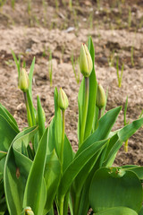 Tulip leaves and flowers buds on a flower bed.