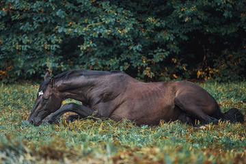 Trakehner stallion portrait