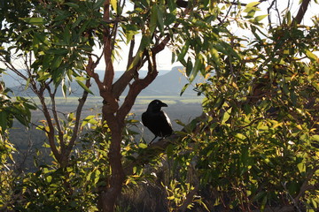 Australian black raven in Glass House Mountains