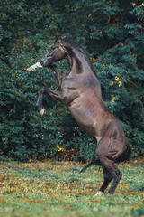 Obraz na płótnie Canvas Trakehner stallion portrait