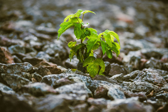 Green plant grows from under the stones