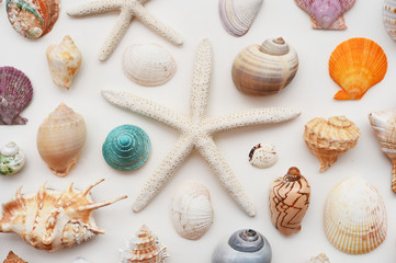 Shells isolated on white background