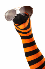 Striped sock puppet with sunglasses