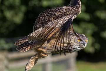 Owl flying. Side view close up. Eagle-owl (Bubo bubo) bird of prey in flight.