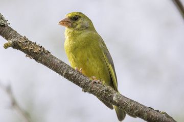 Male Greenfinch Sitting on Branch