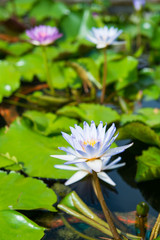 beautiful lotus flower in pond