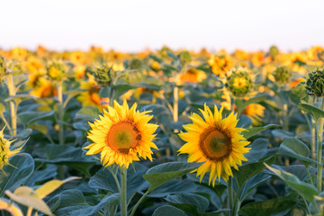 Obraz premium Field of yellow sunflowers. Agriculture and flowers