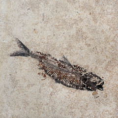 Pattern of Fossil fish in the rock.