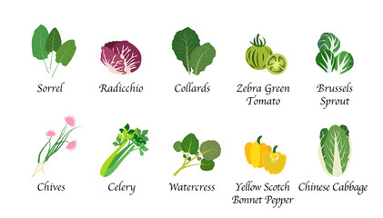 Organic nature health vegetable food spice isolated vector collection set