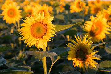 Field of yellow sunflowers. Agriculture and flowers