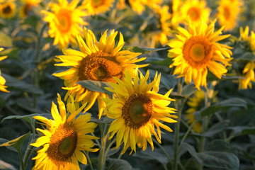 Field of yellow sunflowers. Agriculture and flowers