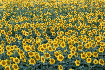 Field of yellow sunflowers. Agriculture and flowers