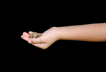 Child hand holding food for feeding fish or bird isolated on black background.