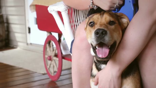Cute adorable Beagle Shar-Pei mixed dog sitting with owner on porch