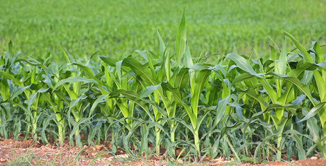Green corn field in the nature.