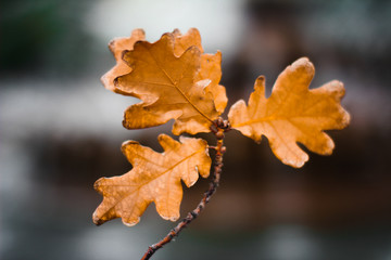 Autumn oak leaf in orange color on a gray background,