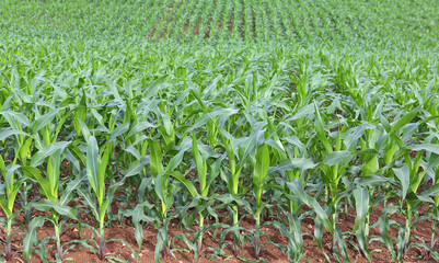 Green corn field in the nature.