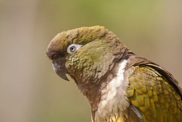 Perruche de Patagonie - Cyanoliseus patagonus - en gros plan