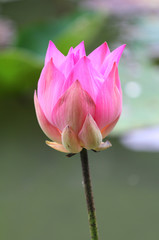 Beautiful Pink waterlily or lotus flower in the pond ,Thailand.