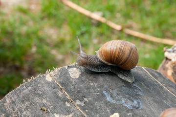 Close up view of Burgundy snail (Helix, Roman snail, edible snail, escargot) crawling on the trunk of old pine tree and green grass on background. .