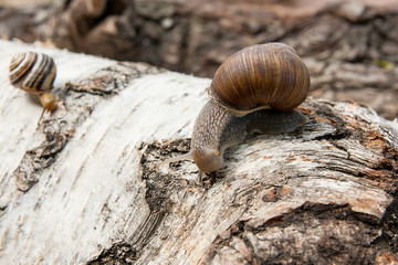 Burgundy snail (Helix, Roman snail, edible snail, escargot) crawling on the trunk of old birch tree. .