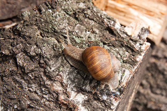 Burgundy snail (Helix, Roman snail, edible snail, escargot) crawling on the trunk of old aspen tree.