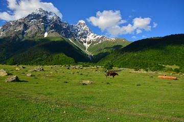 Fototapeta na wymiar View of cows