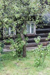 Old wooden house in the village
