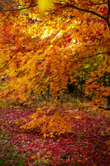 Colorful and bright autumn forest