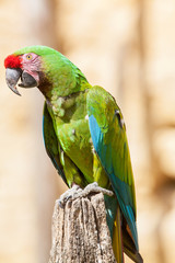 Ara de Lafresnaye, ara rubrogenys, en gros plan 