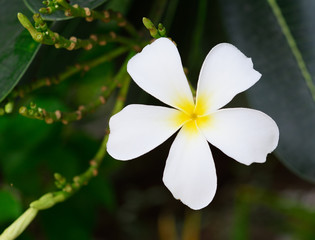 plumeria flowers