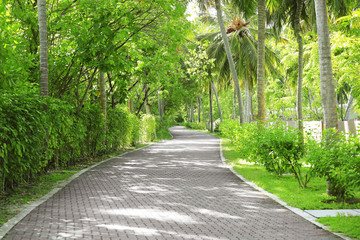 Beautiful alley with tropical plants in botanical garden
