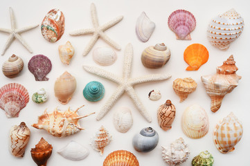 Shells isolated on white background