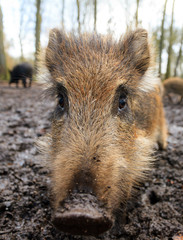 Beautiful wild boar (Sus Scrofa) in national park Het Aardhuis at the Hoge Veluwe in the Netherlands