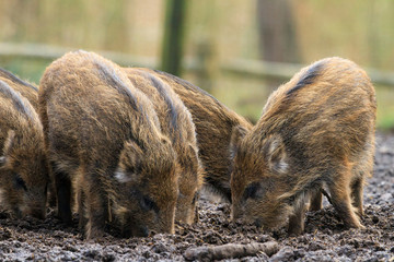 Beautiful wild boars (Sus Scrofa) in national park Het Aardhuis at the Hoge Veluwe in the Netherlands